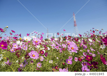 コスモス畑 44931945