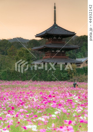 法起寺コスモス 日の入り 法起寺コスモス 日の入り 44932142