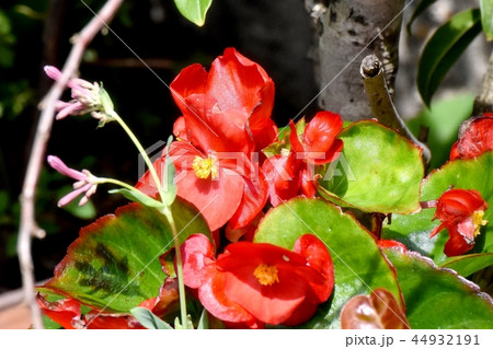 三鷹中原に咲く赤いベゴニア 三鷹中原に咲く赤いベゴニア 44932191