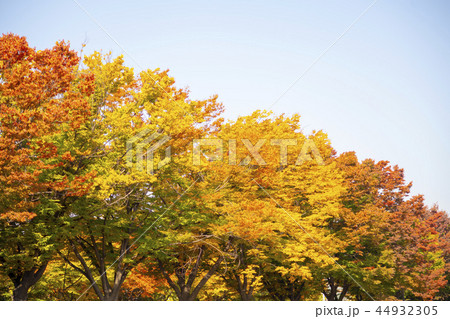 紅葉 葉 葉っぱ 44932305