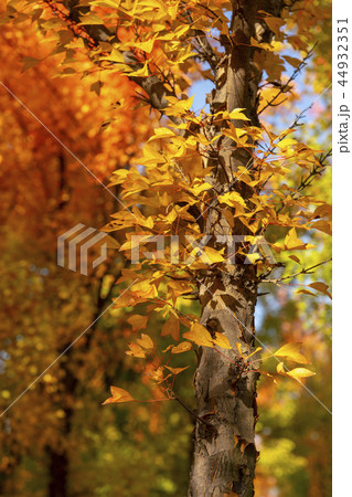 紅葉 葉 葉っぱ 44932351