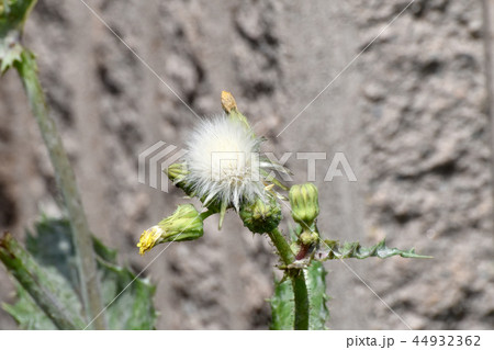 三鷹中原に咲くノゲシの冠毛（綿毛） 44932362