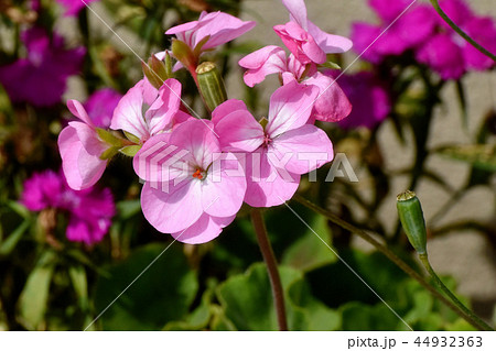 三鷹中原に咲くピンクのゼラニウム 三鷹中原に咲くピンクのゼラニウム 44932363