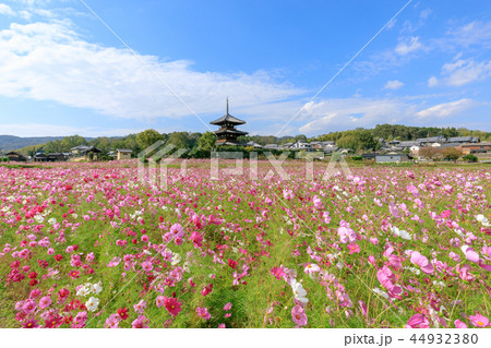 法起寺とコスモス畑 44932380