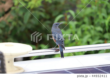 休んでいるイソヒヨドリ 44932411