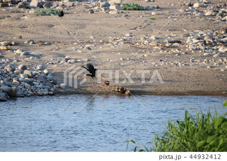 カラスとカルガモ親子の戦い カラスとカルガモ親子の戦い 44932412