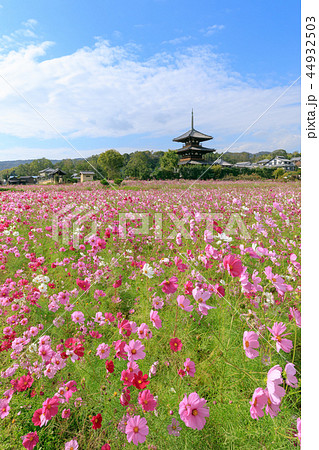 法起寺とコスモス畑 44932503