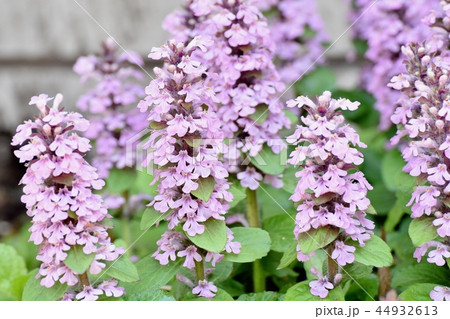 三鷹中原に咲く薄紫色のイングリッシュ系ラベンダー 三鷹中原に咲く薄紫色のイングリッシュ系ラベンダー 44932613