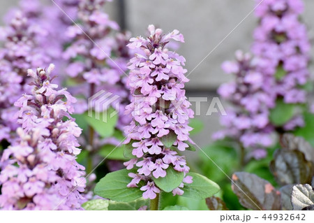 三鷹中原に咲く薄紫色のイングリッシュ系ラベンダー 三鷹中原に咲く薄紫色のイングリッシュ系ラベンダー 44932642