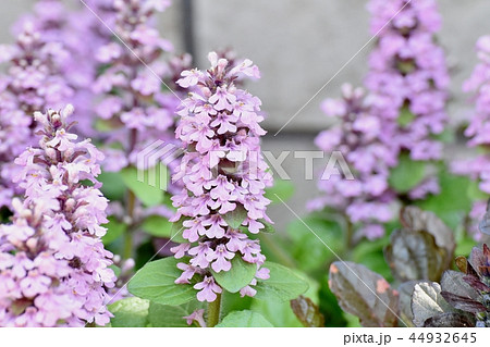 三鷹中原に咲く薄紫色のイングリッシュ系ラベンダー 三鷹中原に咲く薄紫色のイングリッシュ系ラベンダー 44932645