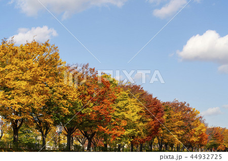 紅葉 葉 葉っぱ 44932725