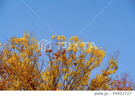 紅葉 葉 葉っぱ 44932727