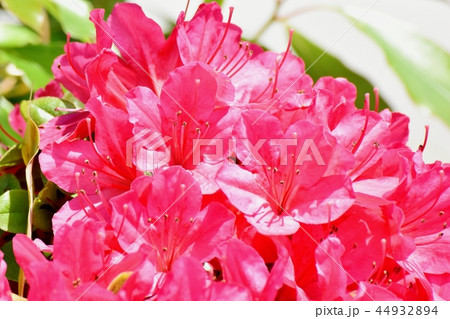三鷹市中原に咲くピンクのヒラドツツジ 三鷹市中原に咲くピンクのヒラドツツジ 44932894