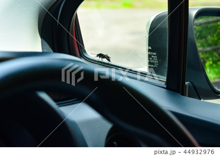 車の窓に、オオモンクロクモバチ　1匹 44932976