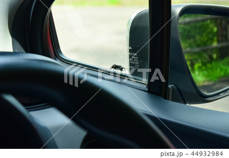 車の窓に、オオモンクロクモバチ 44932984