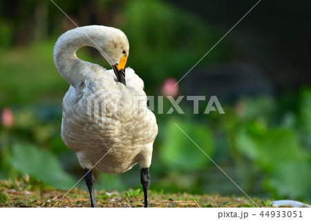 瓢湖の夏 44933051