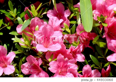 三鷹市中原に咲くピンクのヒラドツツジ 44933060