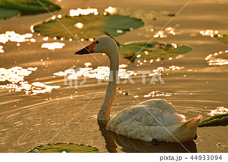 瓢湖の夏 44933094