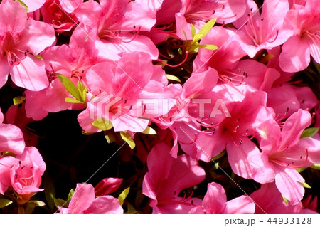 三鷹中原に咲くヒラドツツジ 三鷹中原に咲くヒラドツツジ 44933128