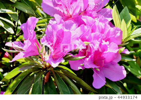 三鷹中原に咲くヒラドツツジ（オオムラサキツツジ） 44933174