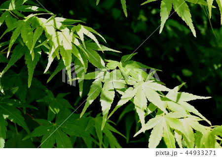 三鷹中原になる新緑のカエデの葉 44933271