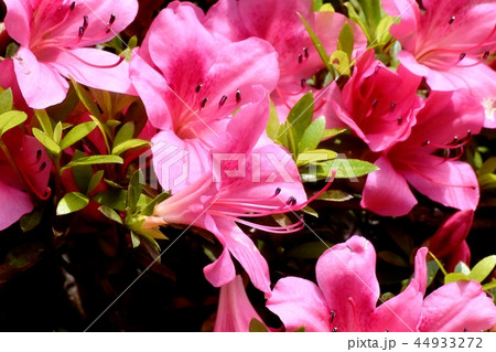 三鷹市中原に咲くピンクのヒラドツツジ 44933272