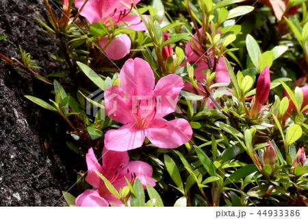 三鷹市中原に咲くピンクのヒラドツツジ 三鷹市中原に咲くピンクのヒラドツツジ 44933386