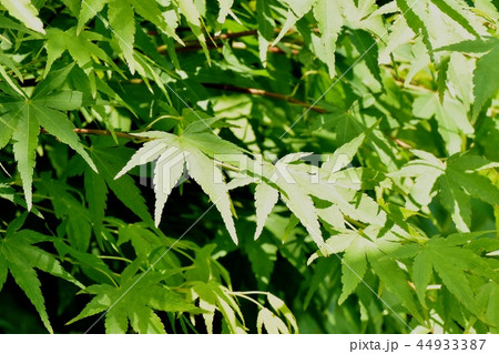 三鷹中原になる新緑のカエデの葉 44933387