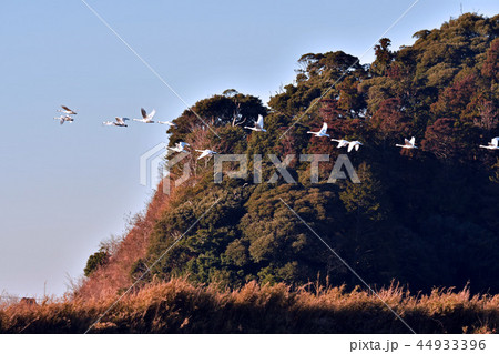 白鳥 白鳥 44933396