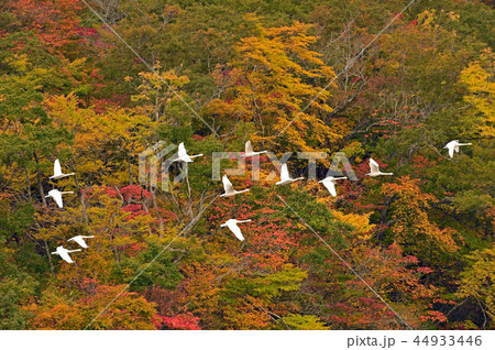 下池の白鳥 下池の白鳥 44933446