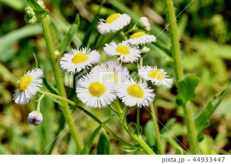 三鷹中原に咲くハルジオン 44933447