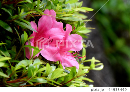 三鷹市中原に咲くピンクのヒラドツツジ 44933449