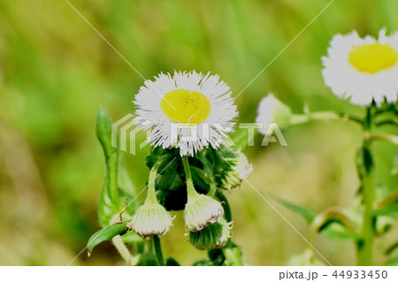 三鷹中原に咲くハルジオン 三鷹中原に咲くハルジオン 44933450
