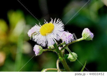 三鷹中原に咲くハルジオン 44933452