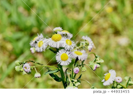 三鷹中原に咲くハルジオン 44933455