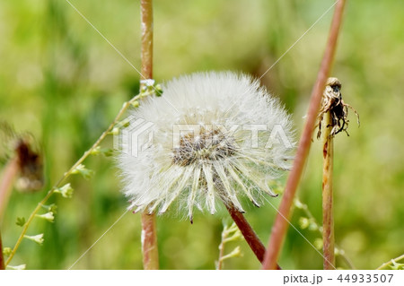 三鷹中原に咲くタンポポの冠毛（綿毛） 44933507