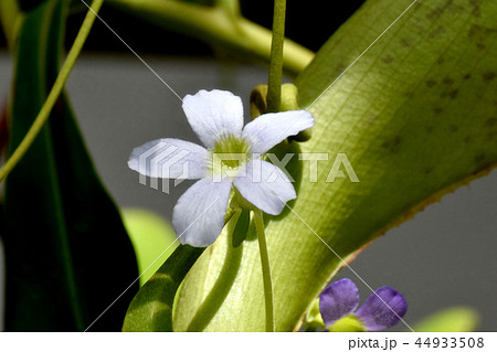 調布市の植物園に咲くムシトリスミレ 44933508
