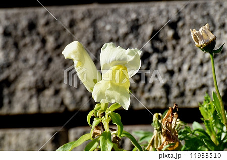 三鷹中原に咲くキンギョソウ 44933510