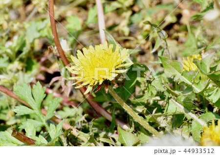 三鷹中原に咲くセイヨウタンポポ 三鷹中原に咲くセイヨウタンポポ 44933512