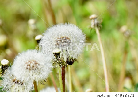 三鷹中原に咲くタンポポの冠毛(綿毛) 三鷹中原に咲くタンポポの冠毛(綿毛) 44933571