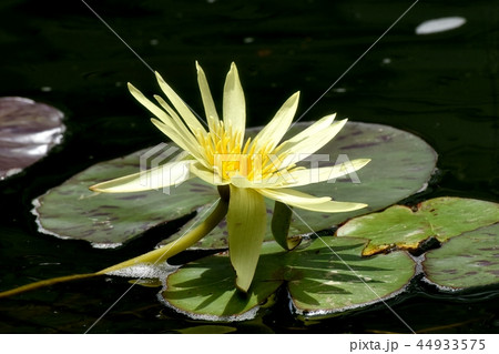 調布の植物園に咲く黄色いスイレン 調布の植物園に咲く黄色いスイレン 44933575