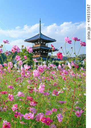 法起寺とコスモス畑 法起寺とコスモス畑 44933587