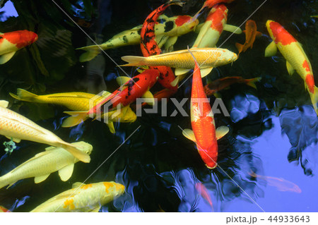 Colorful fancy carp fish or koi fish are swimming. Colorful fancy carp fish or koi fish are swimming. 44933643