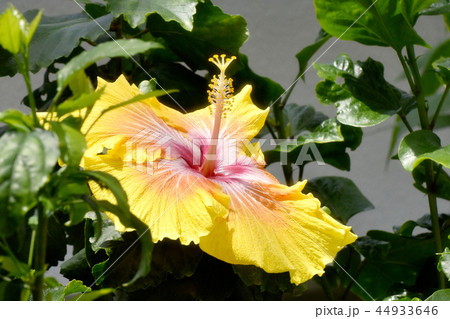 調布の植物園に咲く黄色いハイビスカス 44933646