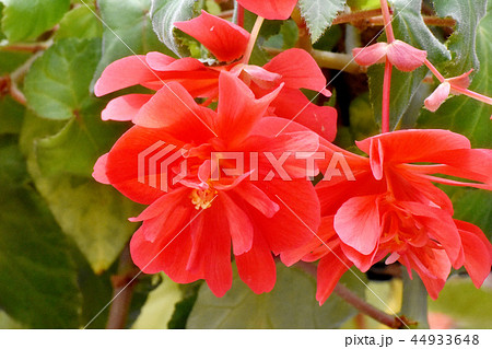 調布の植物園に咲く赤いベゴニア 調布の植物園に咲く赤いベゴニア 44933648