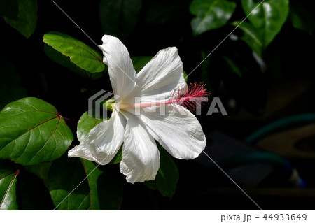 調布の植物園に咲く白いハイビスカス 44933649