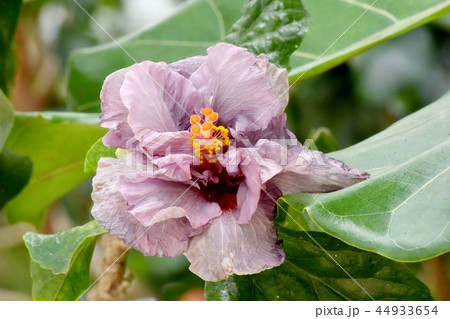 調布の植物園に咲く紫色の八重咲きハイビスカス 44933654