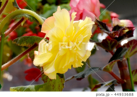 調布の植物園に咲く黄色いベゴニア 調布の植物園に咲く黄色いベゴニア 44933688