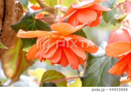 調布の植物園に咲くオレンジのベゴニア 調布の植物園に咲くオレンジのベゴニア 44933689