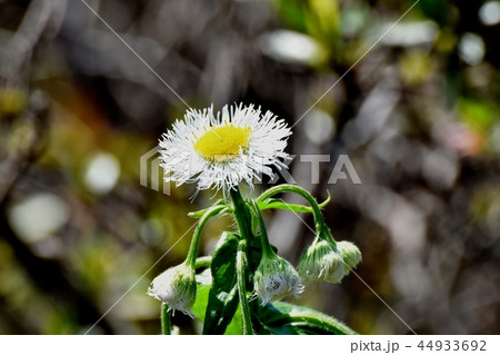 三鷹中原に咲く白いハルジオン 44933692